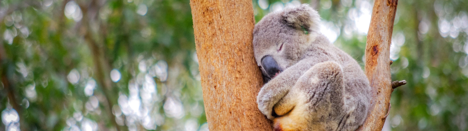 sleeping koala in tree