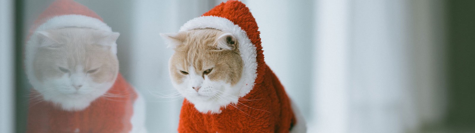 cat in santa suit
