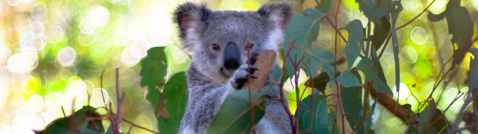 koala in tree