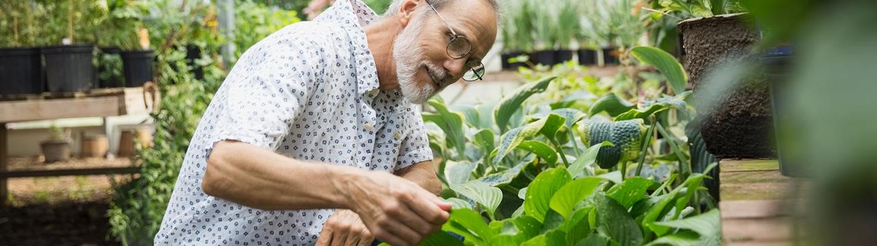 Man gardening plants